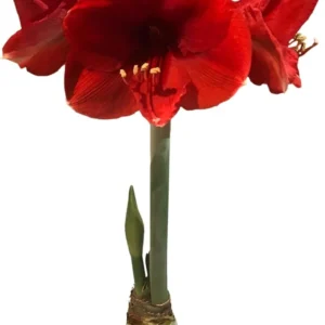 White Waxed Amaryllis Bulb 34/36cm - Victoria Amaryllis - Red & Pink Splatter - Image 1