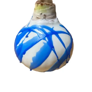 White Waxed Amaryllis Bulb - No Water, Easy Care Holiday Decor 36/38 Size - Image 2