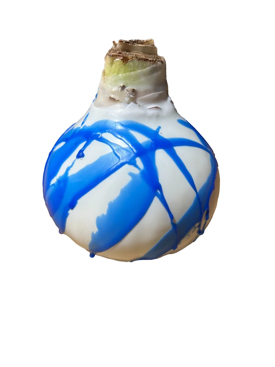 White Waxed Amaryllis Bulb - No Water, Easy Care Holiday Decor 36/38 Size - Image 2