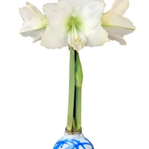 White Waxed Amaryllis Bulb - No Water, Easy Care Holiday Decor 36/38 Size - Image 1