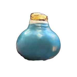 White Waxed Amaryllis Bulb, Picasso Variety, 32/34cm, No Water Needed, Indoor - Image 2