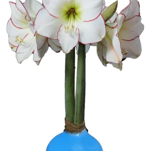 White Waxed Amaryllis Bulb, Picasso Variety, 32/34cm, No Water Needed, Indoor - Image 1