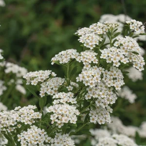 White Wedding Cake Spirea Cuttings - Set of 10 Unrooted, 6-8 Inches Tall, Outdoor Bush - Image 2