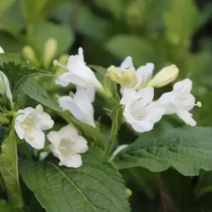 White Weigela Shrub Live Plant - Fragrant Flowers, Attracts Hummingbirds, 4 inch Pot - Image 3