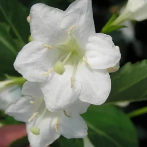 White Weigela Shrub Live Plant - Fragrant Flowers, Attracts Hummingbirds, 4 inch Pot - Image 4