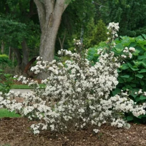 White Weigela Shrub Live Plant - Fragrant Flowers, Attracts Hummingbirds, 4 inch Pot - Image 7