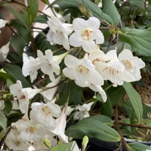White Weigela Shrub Live Plant - Fragrant Flowers, Attracts Hummingbirds, 4 inch Pot - Image 8