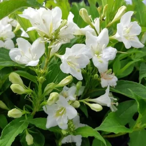 White Weigela Shrub Live Plant - Fragrant Flowers, Attracts Hummingbirds, 4 inch Pot - Image 1