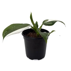 White Wizard Philodendron Live Plant 4" Pot - Indoor Houseplant - Image 2