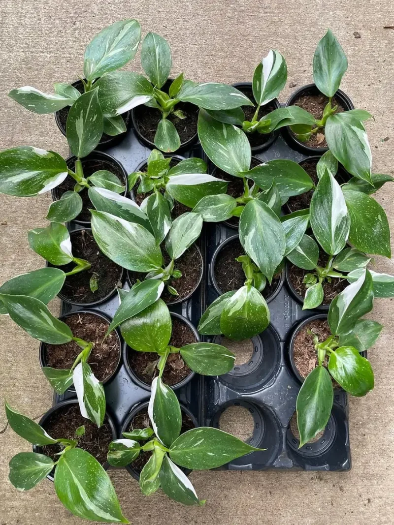 White Wizard Philodendron - 4" Pot - Collector's Series