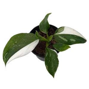 White Wizard Philodendron Live Plant 4" Pot - Indoor Houseplant - Image 1