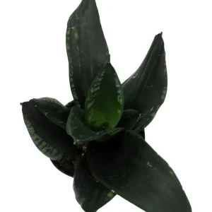 Whitney Snake Plant – Sansevieria Trifasciata – Live Houseplant – 4 inch Pot – Indoor - Image 2