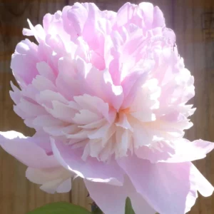 Whopper Peony Bareroot Plant - 2-3 Eye - Pink & Cream Blooms - Outdoor - Image 2