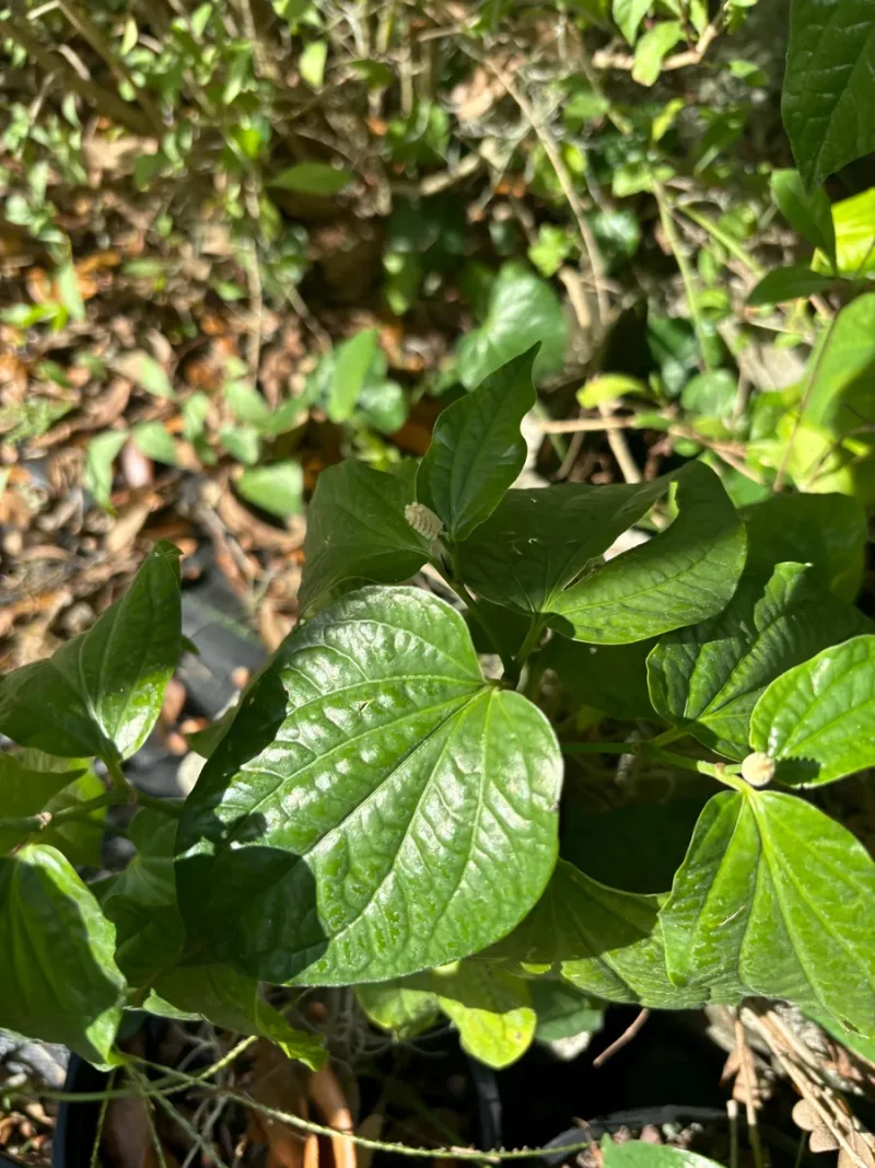 anubias plant Anubias Hastifolia Vitro Culture Rare Aquarium Plants