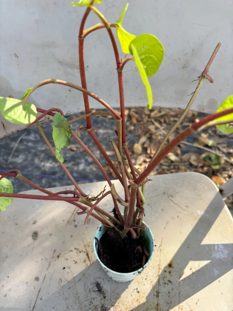 basil thai plant Siam Queen Thai Basil – Mary's Heirloom Seeds