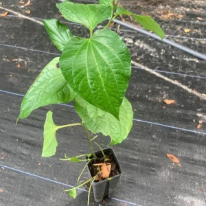 Wild Betel Plant | Organic Piper Sarmentosum Live Herb | Lá Lốt Plant - Image 1