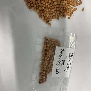 Wild Black Cherry Tree Seeds (Prunus serotina) - Ready for Planting - Image 4