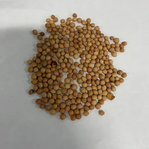 Wild Black Cherry Tree Seeds (Prunus serotina) - Ready for Planting - Image 5