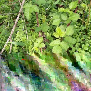 Wild Blackberry Bush Bare Root Live Plants - Set of 2, Outdoor, Edible Fruit - Image 2