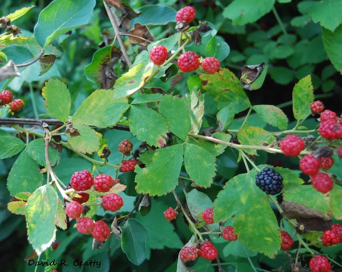 Wild Blackberry Bush Cuttings - 12 Unrooted Rubus allegheniensis | Outdoor - Image 3