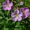 Wild Geranium Live Bareroots - Geranium Maculatum - Hardy Perennial Lavender Flowers Plant - Image 1
