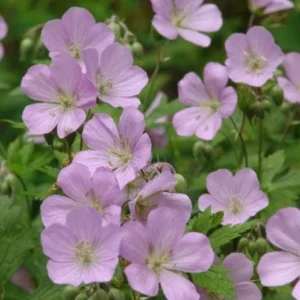 Wild Geranium Live Bareroots - Geranium Maculatum - Hardy Perennial Lavender Flowers Plant - Image 2