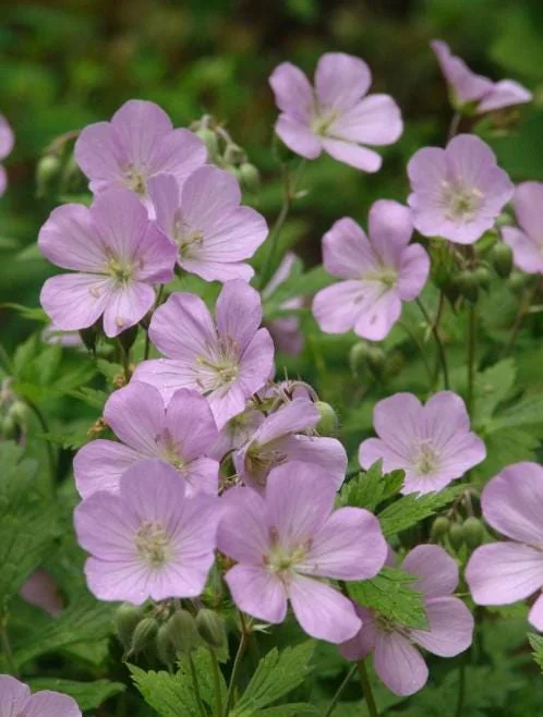 Wild Geranium Live Bareroots - Geranium Maculatum - Hardy Perennial Lavender Flowers Plant - Image 2