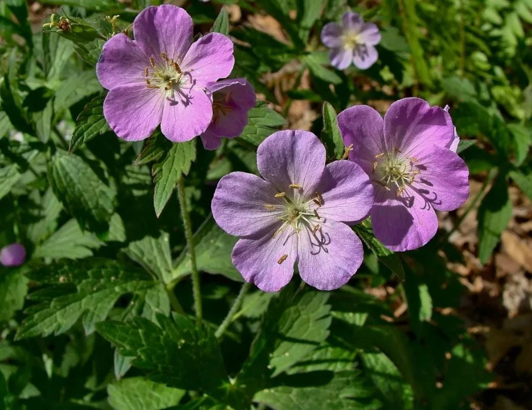 Wild Geranium Live Bareroots - Geranium Maculatum - Hardy Perennial Lavender Flowers Plant - Image 1