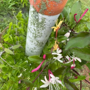 Wild Honeysuckle Live Plant - Fragrant Climbing Vine, 3.5 inch Pot, Attracts Hummingbirds, USDA Zones 3-8 - Image 2