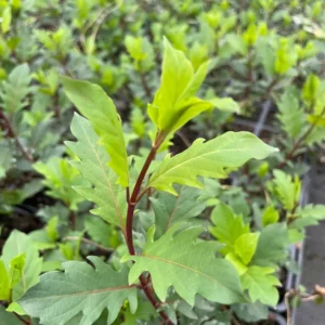 Wild Honeysuckle Live Plant - Fragrant Climbing Vine, 3.5 inch Pot, Attracts Hummingbirds, USDA Zones 3-8 - Image 3