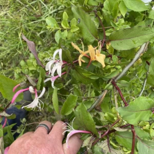 Wild Honeysuckle Live Plant - Fragrant Climbing Vine, 3.5 inch Pot, Attracts Hummingbirds, USDA Zones 3-8 - Image 1