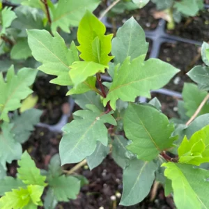 Wild Honeysuckle Live Plant - Fragrant Climbing Vine, 3.5 inch Pot, Attracts Hummingbirds, USDA Zones 3-8 - Image 4