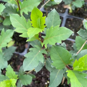 Wild Honeysuckle Live Plant - Fragrant Climbing Vine, 3.5 inch Pot, Attracts Hummingbirds, USDA Zones 3-8 - Image 5