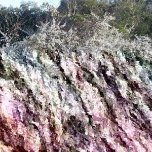 Wild Plum Tree Live Plant - 12-18 Inches Tall, Prunus spp. Outdoor - Image 1