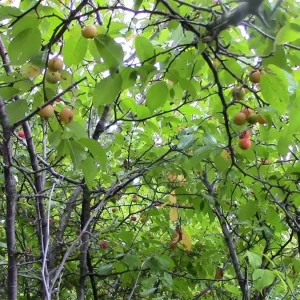 Wild Plum Tree Live Plant (Prunus spp.) - Set of 2 - 18+ Inches Tall - Outdoor - Image 1