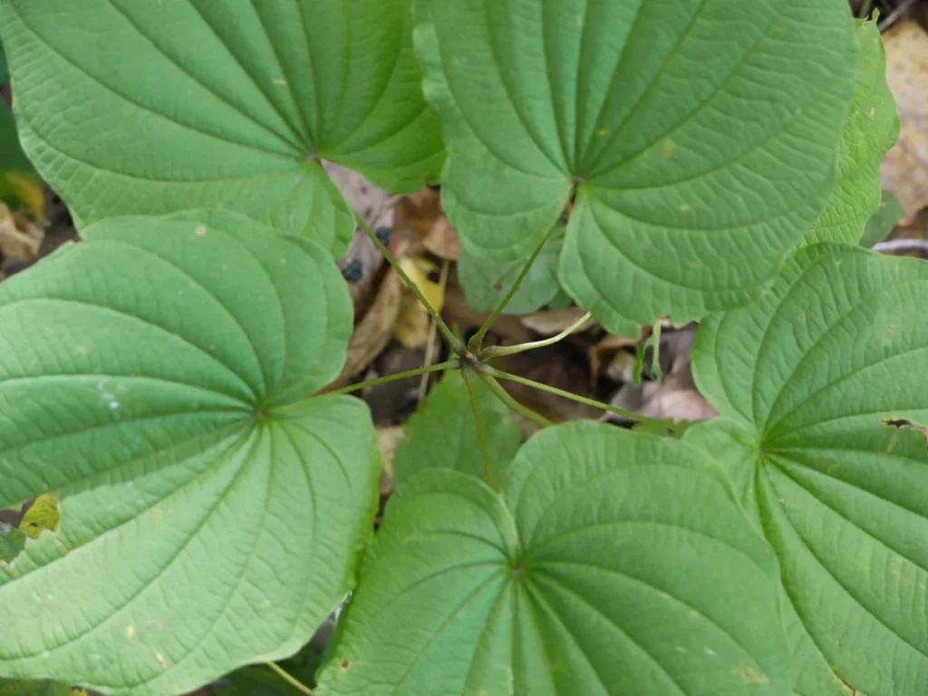Jam Root Wild Yam Bare Root Plant - Organic Perennial Vine