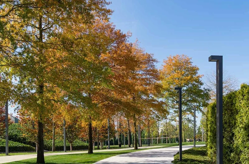 Willow Oak Live Plant - Quercus phellos Seedling, 12-18" Tall, Quart Pot, Outdoor Tree - Image 10