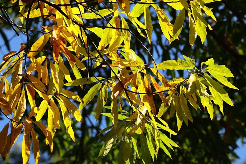 Willow Oak Live Plant - Quercus phellos Seedling, 12-18" Tall, Quart Pot, Outdoor Tree - Image 2