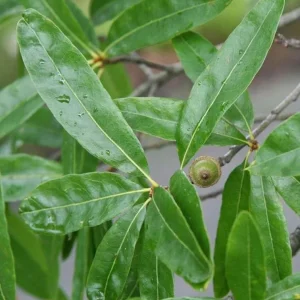 Willow Oak Live Plant - Quercus phellos Seedling, 12-18