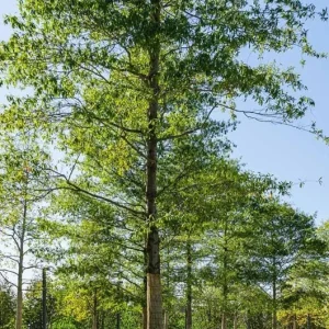 Willow Oak Live Plant - Quercus phellos Seedling, 12-18