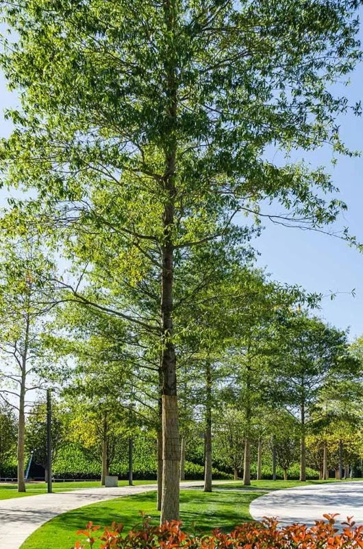 Willow Oak Live Plant - Quercus phellos Seedling, 12-18" Tall, Quart Pot, Outdoor Tree - Image 5