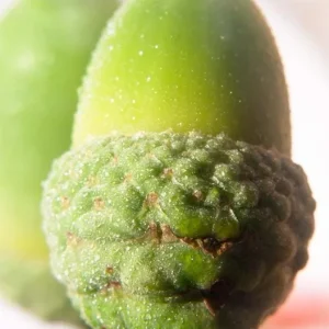 Willow Oak Live Plant - Quercus phellos Seedling, 12-18