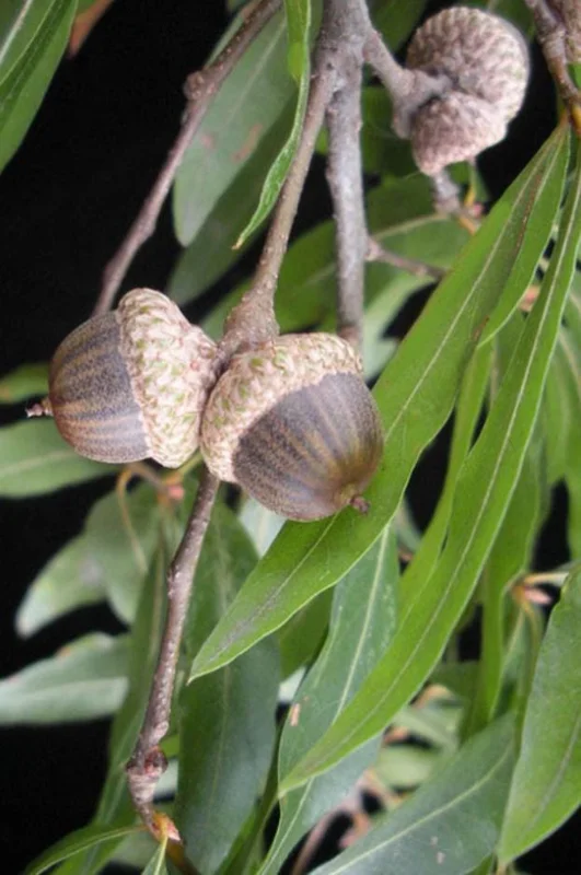 Willow Oak Live Plant - Quercus phellos Seedling, 12-18" Tall, Quart Pot, Outdoor Tree - Image 7