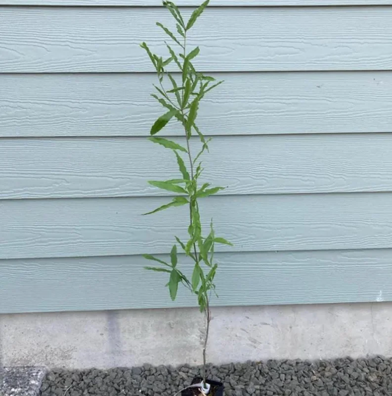 Willow Oak Live Plant - Quercus phellos Seedling, 12-18" Tall, Quart Pot, Outdoor Tree - Image 8