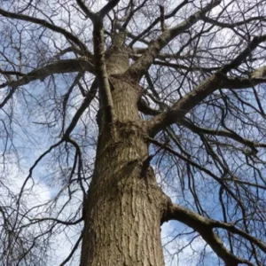 Willow Oak Live Plant - Quercus phellos Seedling, 12-18