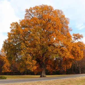 Willow Oak Live Plant - Quercus phellos Seedling, 12-18" Tall, Quart Pot, Outdoor Tree - Image 1