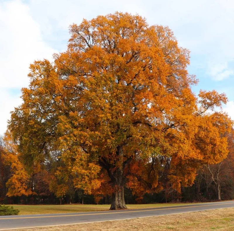 Willow Oak Live Plant - Quercus phellos Seedling, 12-18" Tall, Quart Pot, Outdoor Tree - Image 1