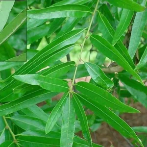 Willow Oak Live Tree - Quercus Phellos - Quart Pot - Outdoor Shade Tree - Image 2