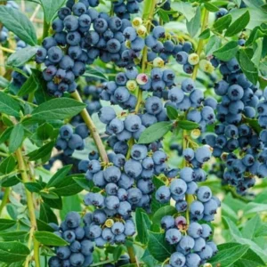 Windsor Blueberry Live Plant - 4-8" Tall Sweet Fruit Bush for Home Garden - Image 1
