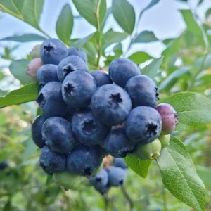 Windsor Southern Highbush Blueberry Live Plants - 2 Pack, 4-6" Tall Starter, Outdoor - Image 2